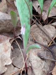 Erythronium propullans