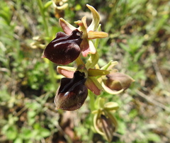Ophrys mammosa