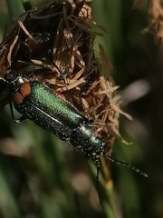 Clanoptilus geniculatus