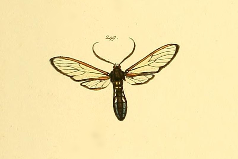 Isanthrene pertyi
