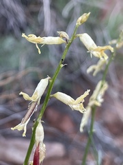 Astragalus lonchocarpus