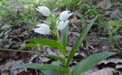 Cephalanthera longifolia