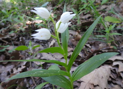 Cephalanthera longifolia