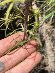 Castilleja cervina