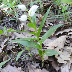 Cephalanthera longifolia