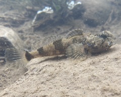 Cottus carolinae