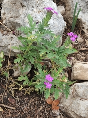 Glandularia tumidula