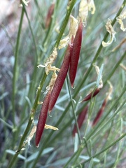 Astragalus lonchocarpus