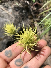 Castilleja cervina