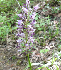 Orchis simia