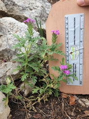 Glandularia tumidula