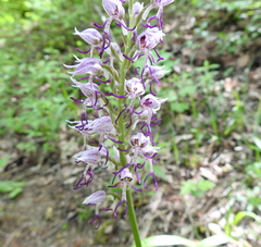 Orchis simia