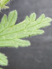 Glandularia tumidula