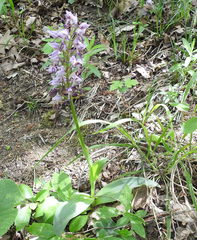 Orchis simia