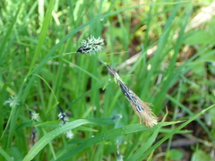 Carex macrochaeta
