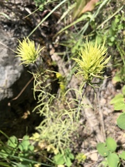 Castilleja cervina