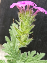 Glandularia tumidula