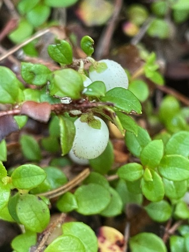 creeping snowberry