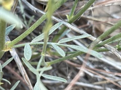 Astragalus lonchocarpus