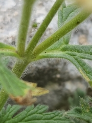 Glandularia tumidula