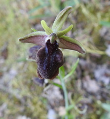 Ophrys mammosa