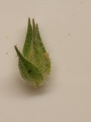 Glandularia tumidula