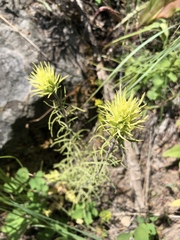 Castilleja cervina