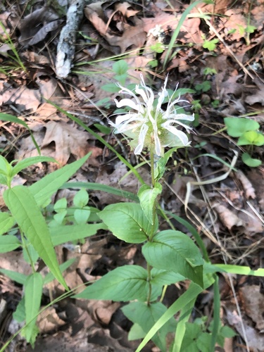 Monarda bradburiana