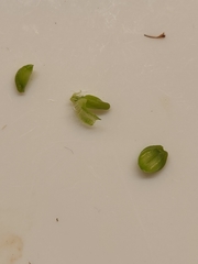 Glandularia tumidula