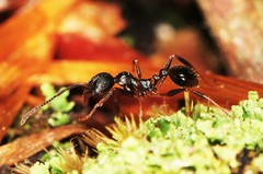 Aphaenogaster picea