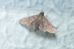 Omiodes tristrialis