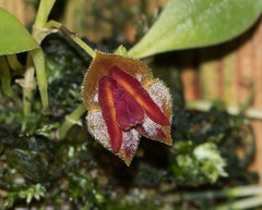 Lepanthes caritensis