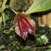 Lepanthes caritensis - Photo (c) Kevin W. Holcomb, μερικά δικαιώματα διατηρούνται (CC BY-NC), uploaded by Kevin W. Holcomb