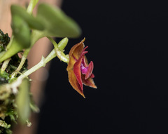 Lepanthes caritensis