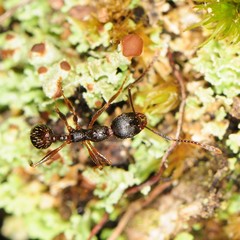 Aphaenogaster fulva