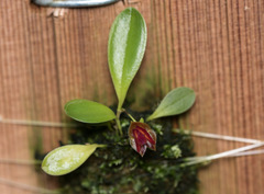 Lepanthes caritensis