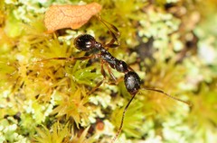 Aphaenogaster fulva