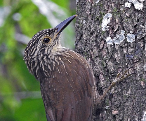 Planalto Woodcreeper