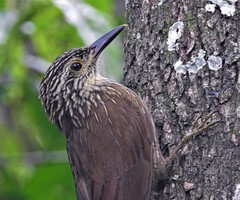 Planalto Woodcreeper photo 2