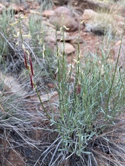 Astragalus lonchocarpus