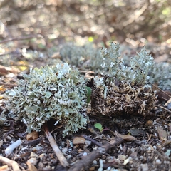 Cladonia symphycarpa