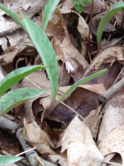 Erythronium propullans