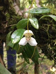 Masdevallia