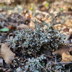 Cladonia symphycarpa