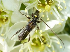 Molorchus bimaculatus