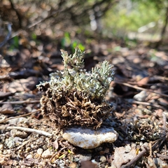 Cladonia symphycarpa