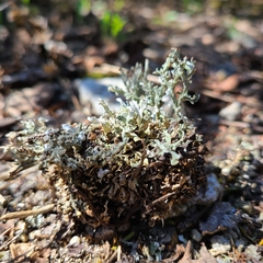 Cladonia symphycarpa