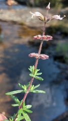 Syncolostemon albiflorus