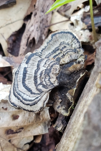Datronia stereoides