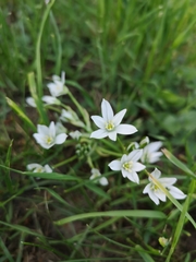 Ornithogalum orthophyllum